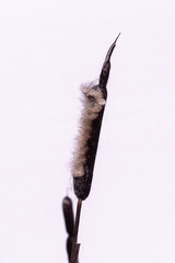 Fototapeta premium Dry cattail plant isolated on white background, minimal botanical detail with soft texture and ample copy space