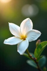 A close-up shot of a blooming jasmine flower, its delicate petals unfurling, releasing a sweet fragrance into the air The image evokes feelings of serenity and natural beauty , garden, soft