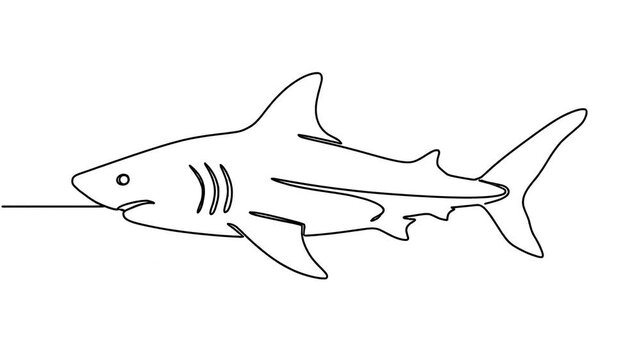 Shark Animation Line Drawing Transition Frames.