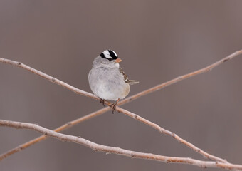 Obraz premium White-crowned sparrow on stem in open field