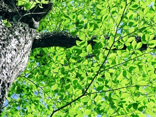 まばゆい初夏の若葉