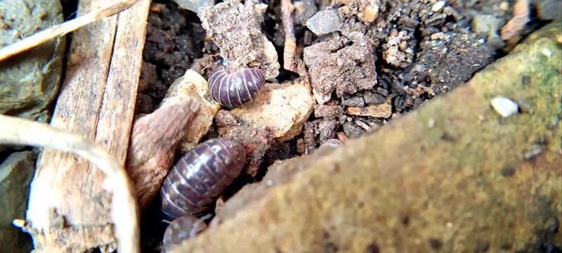 Macro close up of pill bugs crawling on soil and rocks in natural habitat, woodlouse moving on ground.