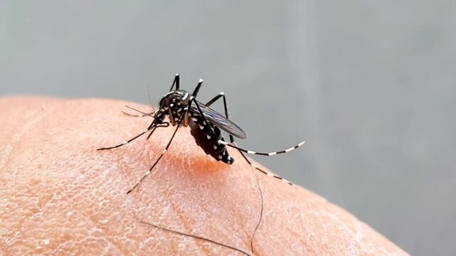 Macro of Aedes aegypti mosquito biting human skin to suck blood. A known vector for dengue fever and Zika virus.