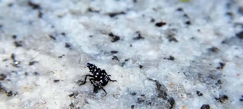 Macro of a black spotted lanternfly nymph with white spots crawling on a stone surface. Early stage of invasive species Lycorma delicatula in a detailed close-up shot.