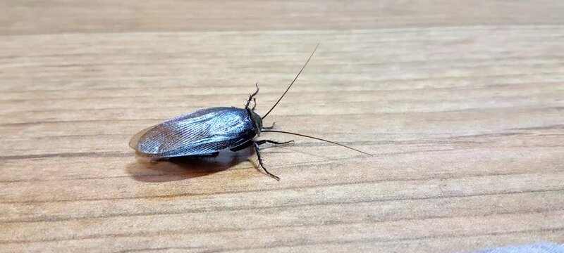 Side view of a cockroach moving slowly on wood background, pest control concept.