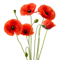 Obraz premium A bouquet of vibrant red poppies on transparent background