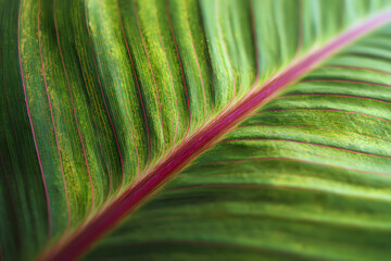 Close-up of vibrant green banana leaf texture captured outdoors in natural daylight, showing detailed veins and subtle red accents, ideal for designers needing an organic tropical background inspired