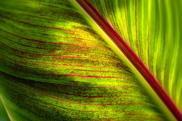 Close-up of vibrant green banana leaf texture captured outdoors in natural daylight, showing detailed veins and subtle red accents, ideal for designers needing an organic tropical background inspired