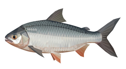 Fototapeta premium Realistic Illustration of a Silver Fish Isolated on White Background Aquatic Life and Seafood Concept