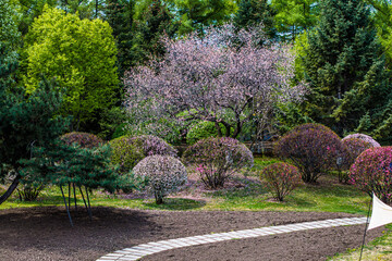 Springtime Scenery of Changchun Peony Garden