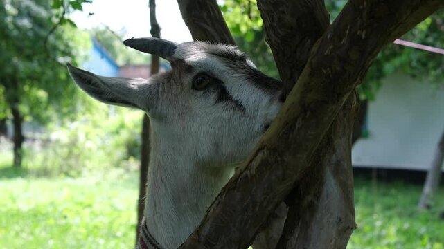 a goat eats tree bark. High quality 4k footage