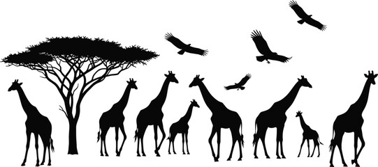 African wildlife silhouette scene with giraffes, acacia tree, and flying birds, representing safari, nature, freedom, and wild animal landscape in black and white © Mst