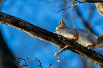 Obraz premium The squirrel, the fantastic tree climber that leaps recklessly between the trees in hopes of finding food for the day