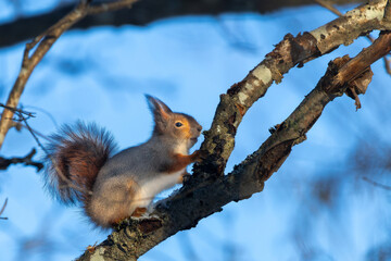 Fototapeta premium The squirrel, the fantastic tree climber that leaps recklessly between the trees in hopes of finding food for the day.