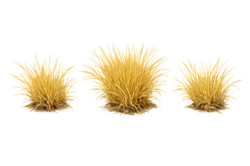 Obraz premium Three dry golden grass tufts growing in clumps, wild meadow vegetation for landscape design, transparent background