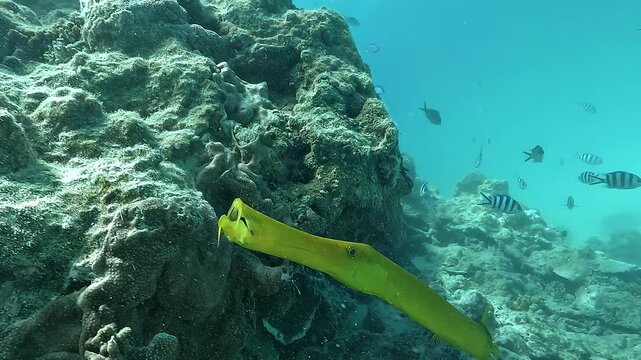Profile close-up of a yellow pipefish showing its trumpet-shaped mouth and the small barbel beneath the snout. Detailed view of feeding anatomy and delicate facial structures underwater.