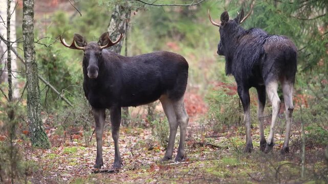 Mammals two animal male bulls Elk Moose ( Alces alces ) North part of Poland, Europe young forest in autumn time early morning