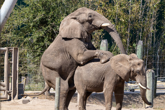 Elephants courting each other, loving mating wild elephant in Zoo Tampa, Florida