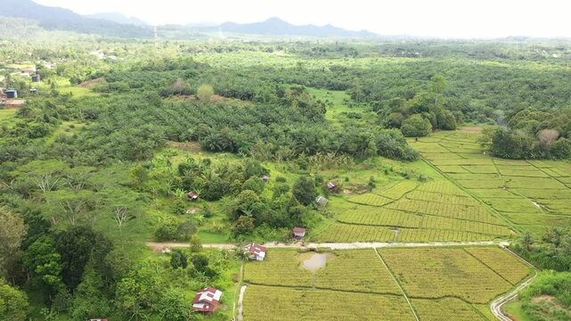 The dual pulse of Karang Agung: Lush rice fields meeting vast palm oil plantations under the Borneo sky. A snapshot of agricultural diversity in North Kalimantan.