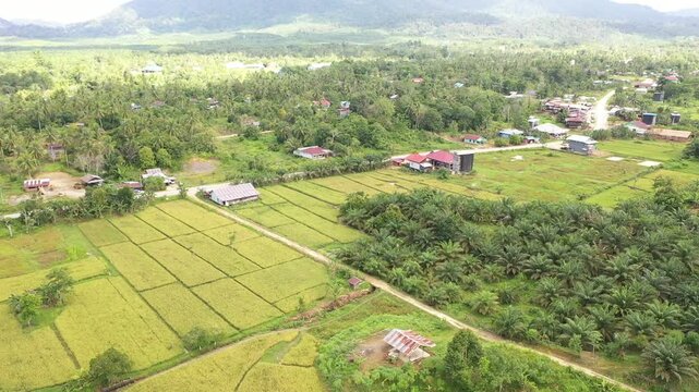 The dual pulse of Karang Agung: Rice fields meeting vast palm oil plantations and local settlements in rural North Kalimantan. A vivid snapshot of Borneo&rsquo;s agricultural diversity.