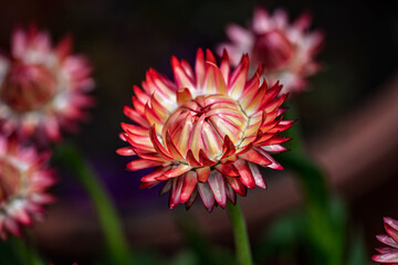 Chrysanthemums in Bloom