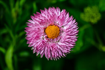 Chrysanthemums in Bloom