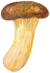 エリンギのイラスト オイルパステル画