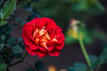 Roses in Bloom in Spring