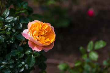Roses in Bloom in Spring