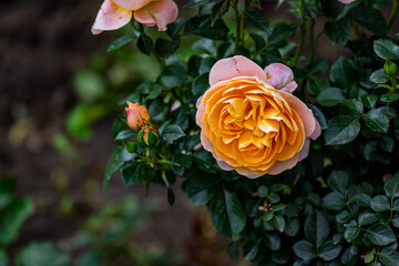 Roses in Bloom in Spring
