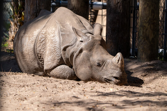 Greater One Horned Rhinoceros at Tamp Zoo, Florida