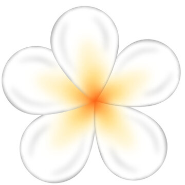 Frangipani Flower