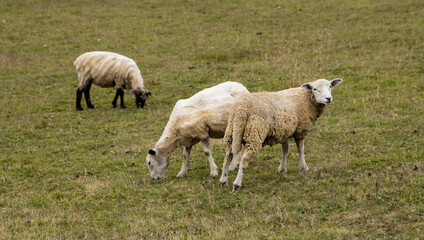Three lambs grazing in pasture field in Chile
