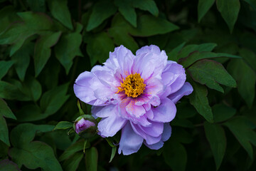 Peonies in full bloom in spring