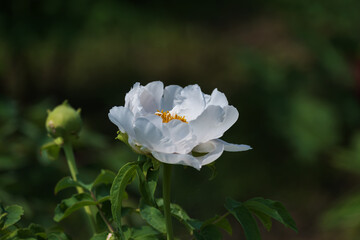 Peonies in full bloom in spring