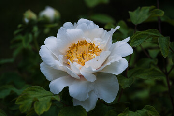 Peonies in full bloom in spring