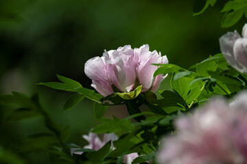 Peonies in full bloom in spring