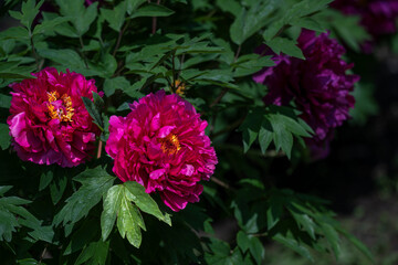 Peonies in full bloom in spring
