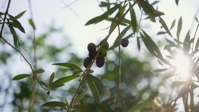 Olive branch with green and ripe olives sways in light breeze in Montenegro. Sunlit leaves, soft bokeh, lens flares, shallow depth of field, high key light.