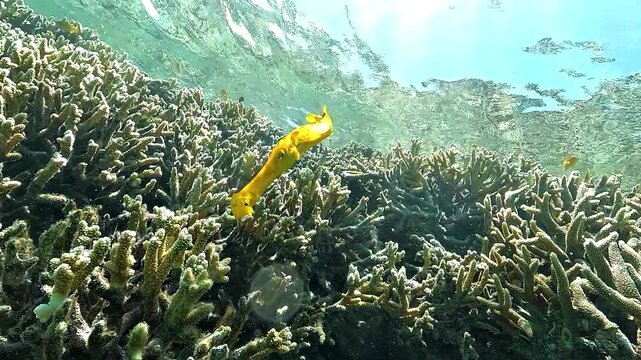 Face to face close-up of a yellow pipefish looking directly at the camera, with detailed view of its long beak and small eyes. Calm underwater portrait showing delicate features and camouflage.