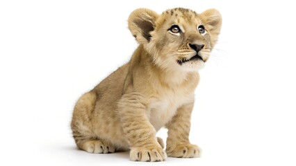 Obraz premium Lion cub with adult lioness in natural wildlife setting