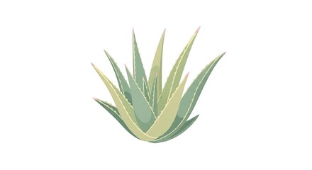 Obraz premium Illustrated depiction of aloe vera plant with long pointed leaves isolated on clear background
