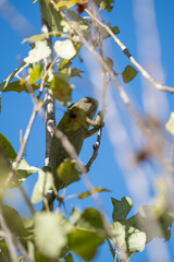 Obraz premium Green Chameleon Clinging to Tree Branch Under Bright Blue Sky with Sunlit Leaves, Detailed Reptile Texture and Natural Camouflage Captured in Vibrant Outdoor Close Up Scene