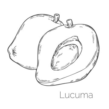 Lucuma fruit, branch, leaf, plum fruit. Organic nutrition healthy food. Engraved hand drawn vintage retro vector lucuma illustration. Isolated on white background