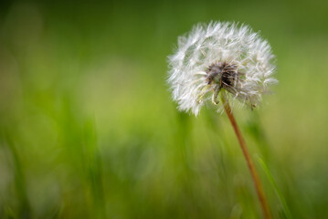 White flower of dandelion ball (Taraxacum officinale) in the green garden in spring © Manna