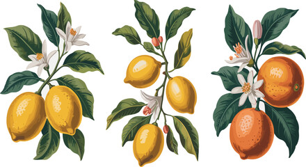 Vintage citrus fruit illustration vector set with lemon and orange branches, leaves, and blossoms for botanical, food, and natural design use © Jahangir