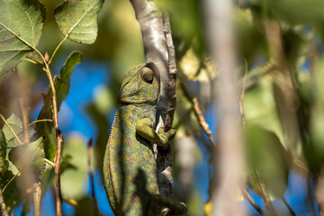 Fototapeta premium Green Chameleon Clinging to Tree Branch Under Bright Blue Sky with Sunlit Leaves, Detailed Reptile Texture and Natural Camouflage Captured in Vibrant Outdoor Close Up Scene