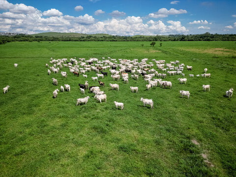 Vista a&eacute;rea com drone de um grande rebanho de gado em pastagem verde, em &aacute;rea rural sob c&eacute;u azul com nuvens. Cena t&iacute;pica do campo brasileiro, destacando pecu&aacute;ria, cria&ccedil;&atilde;o de bovinos e produ&ccedil;&atilde;o.