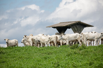 Fototapeta premium Rebanho de gado branco reunido no pasto verde sob céu aberto, retratando a força da pecuária e a tranquilidade do campo brasileiro.
