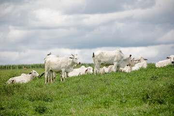 Fototapeta premium Rebanho de gado branco reunido no pasto verde sob céu aberto, retratando a força da pecuária e a tranquilidade do campo brasileiro.